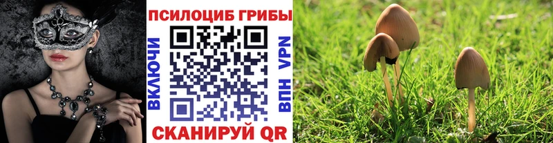 OMG ссылка как найти закладки Краснокаменск Галлюциногенные грибы Cubensis